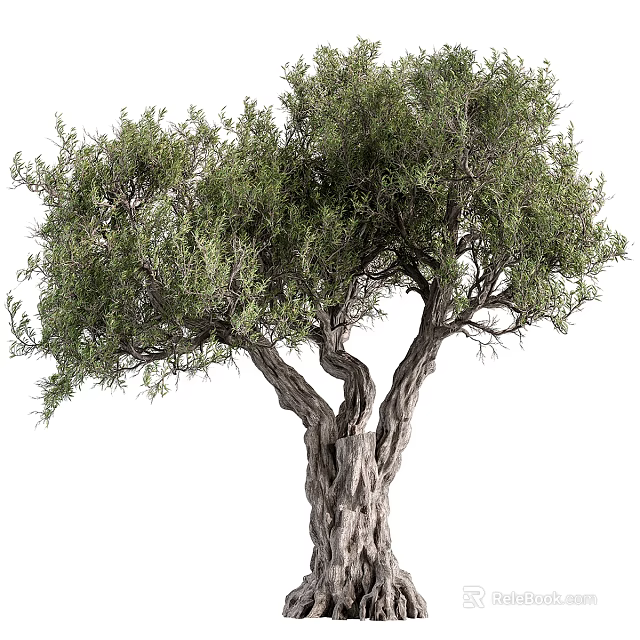 Arbor With Textured Trunk And Twisted Branches And Lush Green Foliage 3d model 