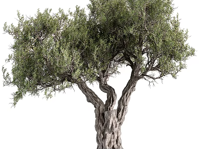 Arbor With Textured Trunk And Twisted Branches And Lush Green Foliage 3d model