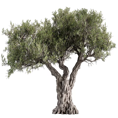 Arbor With Textured Trunk And Twisted Branches And Lush Green Foliage 3d model