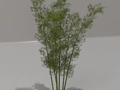 Tall Green Bamboo Plant With Fresh Leaves And Slender Stems 3d model