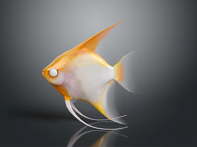 Orange and white angelfish with long fins swimming in dark background with reflection 3d model