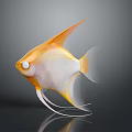 Orange and white angelfish with long fins swimming in dark background with reflection