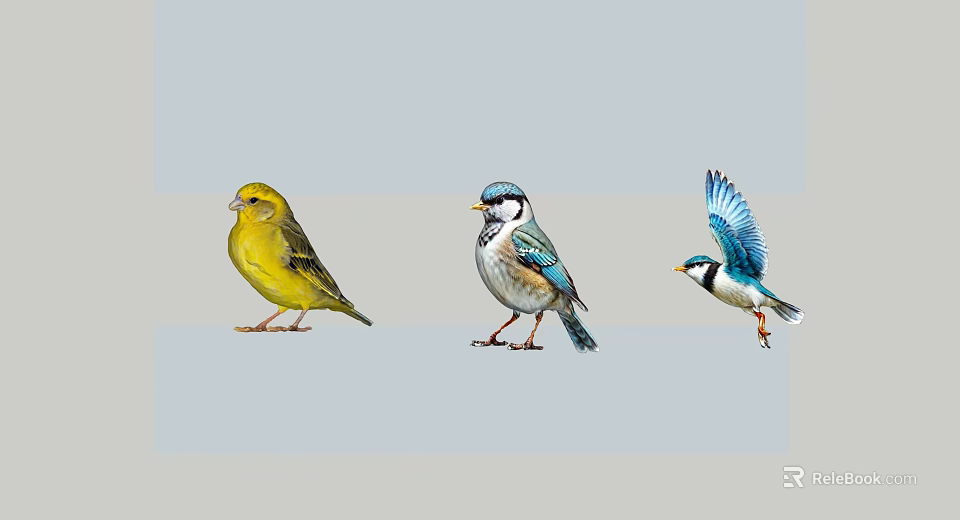 Colorful Flying Birds with Yellow and Blue White Plumage in Different Postures Standing and Flying 3d model 