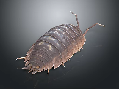 Pill Bug With Segmented Brown Exoskeleton Long Antennae And Multiple Legs On Dark Background 3d model