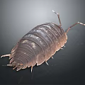 Pill Bug With Segmented Brown Exoskeleton Long Antennae And Multiple Legs On Dark Background