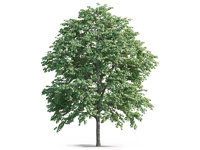 Tall Arbor With Dense Green Leaves And Sturdy Trunk In Natural Landscape 3d model