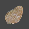 Colorful Textured Spiral Seashell With Shiny Orange And White Patterns 3d model