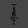 Realistic 3D Orca Model With Black And White Coloration And Detailed Fins