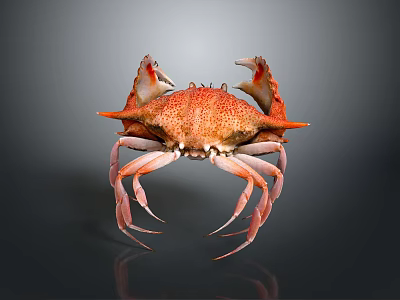 Orange Spotted Crab With Large Claws And Long Legs On Dark Background 3d model