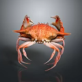 Orange Spotted Crab With Large Claws And Long Legs On Dark Background 3d model