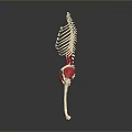 Medical Device 3D Anatomical Model Showing Animal Skeleton And Muscle Structure