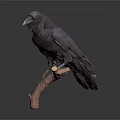 Realistic Black Crow Perched On Wooden Branch Against Dark Background