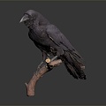 Modern crow crow bird bird 3d model