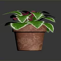 Potted Decorative Plant With Green Leaves White Edges And Red Flowers In Terracotta Pot