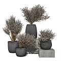 Multiple Potted Bonsai Plants in Concrete Pots Various Heights with Natural Branches for Home Decor