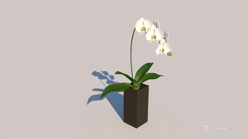 White Orchid Potted Plant In Dark Brown Square Pot With Green Leaves 3d model 