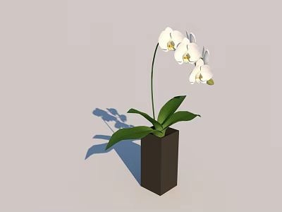 White Orchid Potted Plant In Dark Brown Square Pot With Green Leaves 3d model