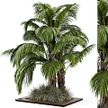 Lush Green Palm Tree With Clustered Trunks And Vibrant Fronds In Natural Setting