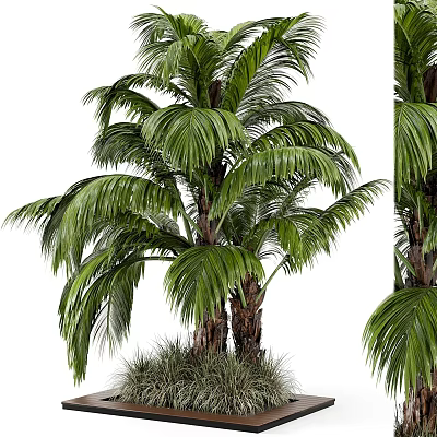 Lush Green Palm Tree With Clustered Trunks And Vibrant Fronds In Natural Setting 3d model