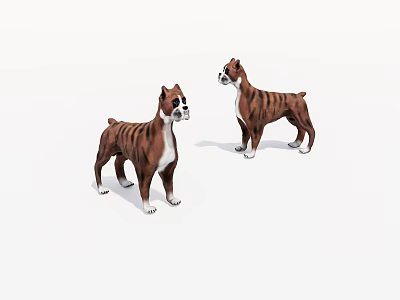 Two Brown And White Boxer Dogs Standing On White Background With Realistic Features 3d model