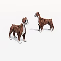 Two Brown And White Boxer Dogs Standing On White Background With Realistic Features