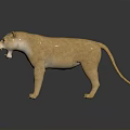 Standing Light Brown Lion With Open Mouth And Dark Background Reflection