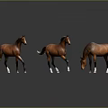 Three Brown Horses Standing On Black Smooth Floor With Gray Background And Different Poses