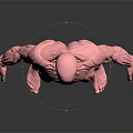 Detailed Medical Device 3D Human Muscle Anatomy Model For Educational Demonstration