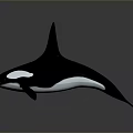 Black And White Orca Whale 3D Rendered In Swimming Pose On Gray Background