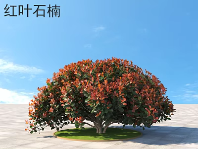 Photinia fraseri Shrub With Vibrant Red Orange Leaves On Green Lawn Under Blue Sky 3d model