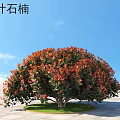 Photinia fraseri Shrub With Vibrant Red Orange Leaves On Green Lawn Under Blue Sky