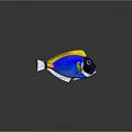 Vibrant Tropical Aquatic Fish With Blue Yellow White Colors Bright Fins And Distinctive Patterns