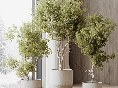 Elegant Bonsai Plants With Lush Green Foliage In White Pots And Wooden Indoor Background 3d model