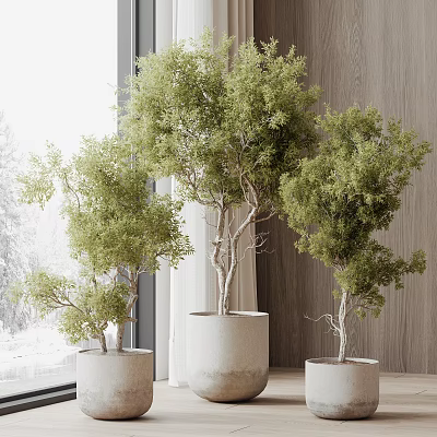 Elegant Bonsai Plants With Lush Green Foliage In White Pots And Wooden Indoor Background 3d model