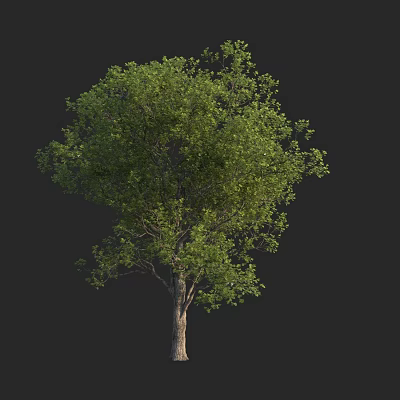Lush Green Arbor With Brown Trunk And Dense Foliage In Isolated View 3d model