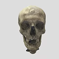 Human Skull Anatomical Structure With Detailed Bone Features And Lower Jaw 3d model