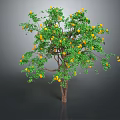 Healthy Fruit Tree With Yellow Fruits And Green Leaves On Brown Trunk