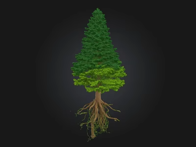 Tall Arbor With Dark Green Crown Light Green Leaves And Exposed Roots On Black Background 3d model