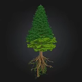 Tall Arbor With Dark Green Crown Light Green Leaves And Exposed Roots On Black Background