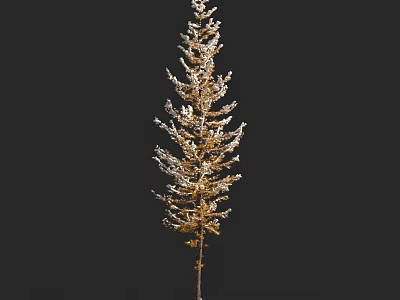 Tall Slender Tree With Golden Feathery Branches Against Dark Background 3d model