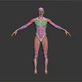 3D Anatomical Model Of Human Limbs With Color Coded Muscle And Organ Structures