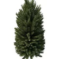 pine tree 3d model