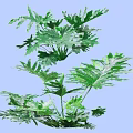 Lush Green Shrubs with Large Split Leaves Growing Vibrantly in Garden