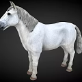 Realistic White Horse Model With Gray Mane And Tail On Black Background