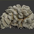 Natural White Textured Coral Structure With Branching Organic Growth Pattern