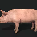 Realistic 3D Model Of A Pink Pig With Detailed Features And Smooth Texture
