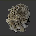 Aquatic Animals Thrive In Natural Coral Reef With Intricate White Brown Design
