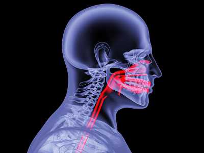 Modern human nasal cavity 3d model