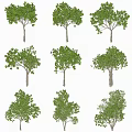 Various Arbor Tree Varieties With Green Foliage And Different Trunk Shapes 3d model