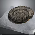 Ancient Marine Ammonite Fossil Displayed on White Platform with Detailed Spiral Shell